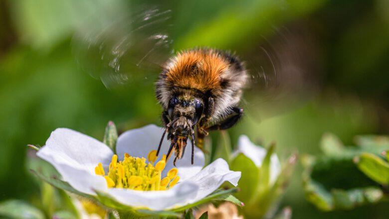 Pszczoły – mali tytani, na których opiera się nasz świat