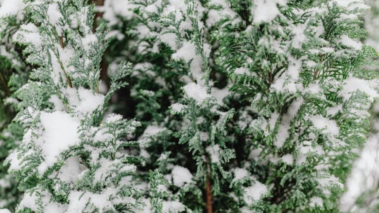Pielęgnacja roślin iglastych rosnących w donicach zimą