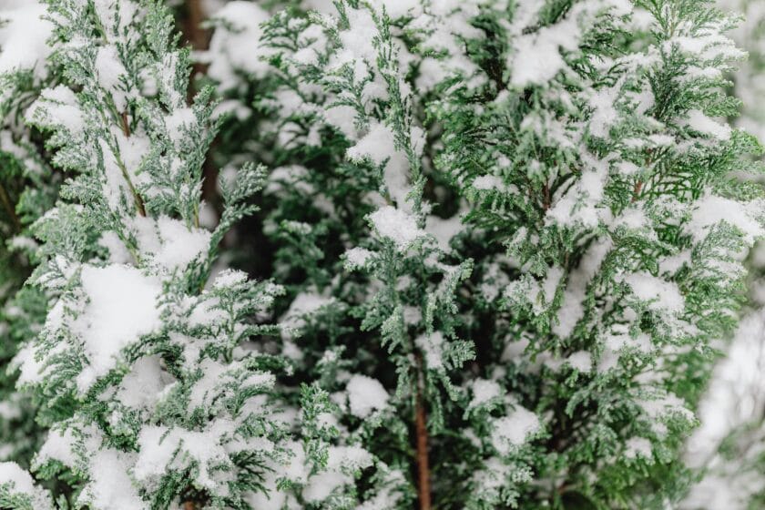Pielęgnacja roślin iglastych rosnących w donicach zimą