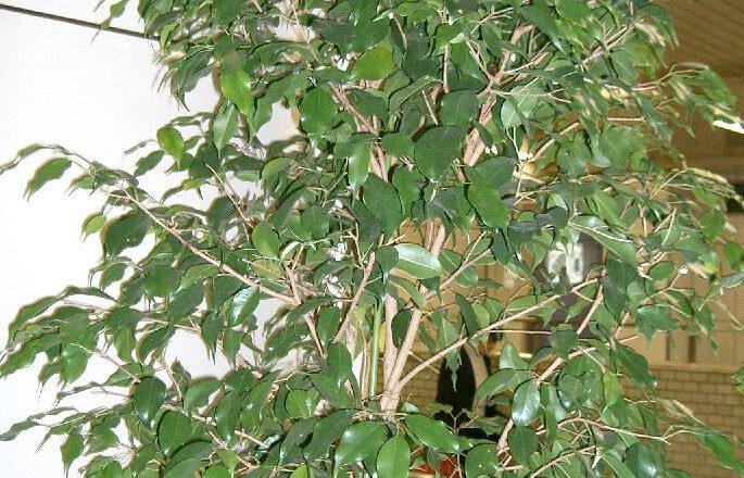 Dlaczego Fikus Benjamin gubi liście?
