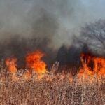 Negatywne skutki wypalania suchych traw i łąk