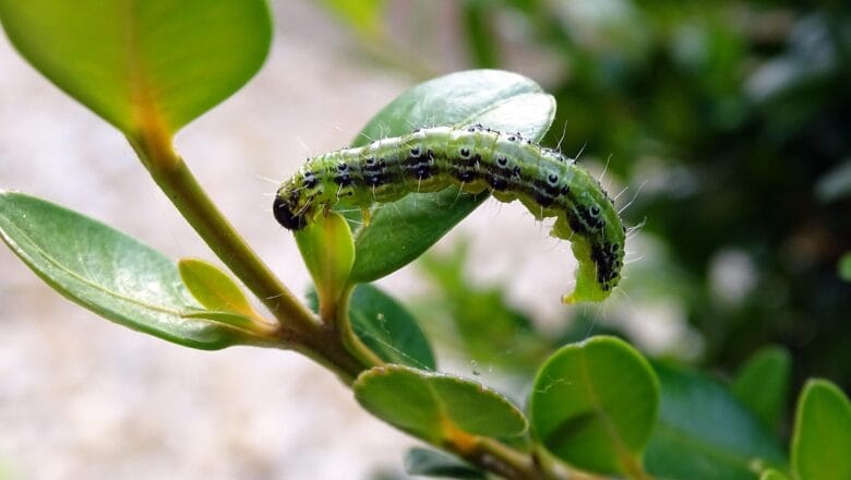 Jak zwalczać ćmę bukszpanową? – Praktyczny poradnik