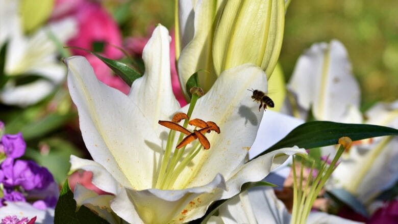 Lilie w ogrodzie – uprawa i pielęgnacja – Poradnik