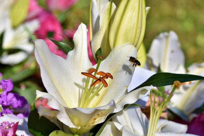 Lilie w ogrodzie - uprawa i pielęgnacja