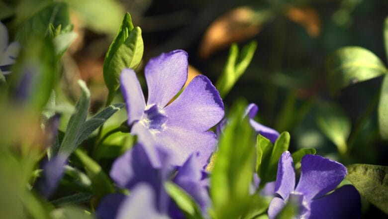 Barwinek i inne rośliny ogrodowe rosnące w cieniu