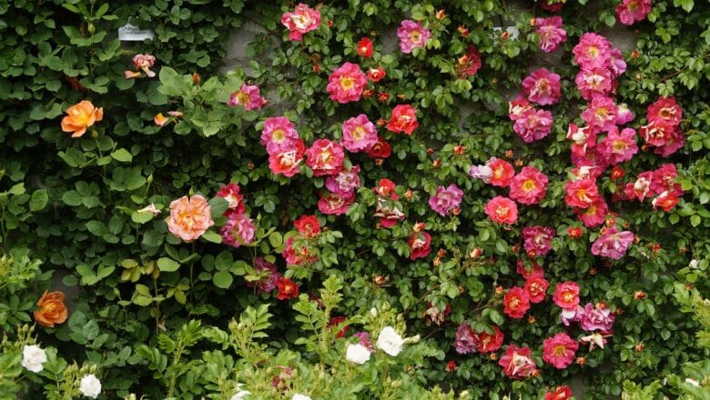 Czerwiec w ogrodzie – miesiąc pełen barw i pracy