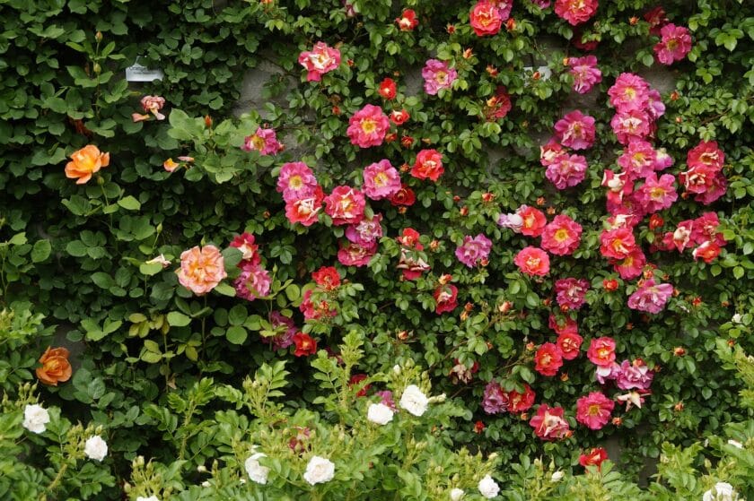 Czerwiec w ogrodzie - miesiąc pełen barw i pracy