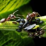 Mrówki w ogrodzie – pożyteczne czy szkodliwe?