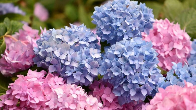 Uprawa hortensji w ogrodzie – krótki poradnik
