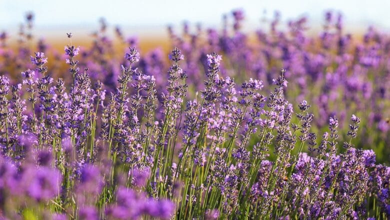 Uprawa lawendy w ogrodzie, na tarasie i balkonie
