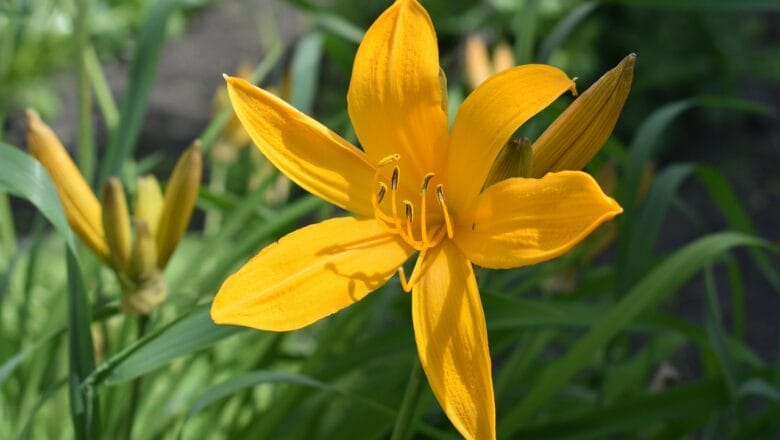 Wieloletnie kwiaty do ogrodu – przegląd gatunków