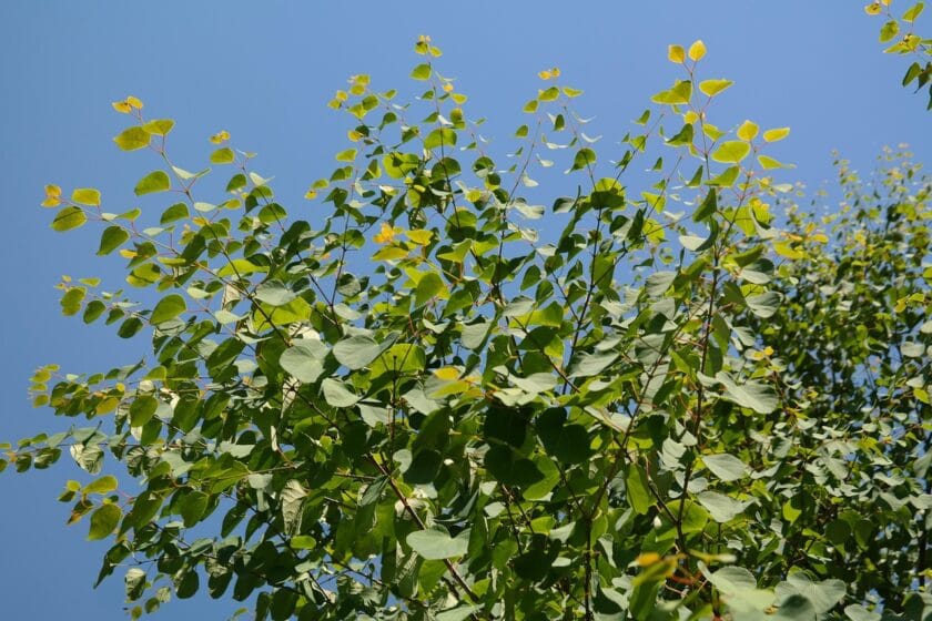 Cercidiphyllum japonicum