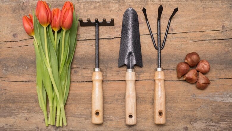 Kwiaty cebulowe sadzone jesienią – przegląd gatunków