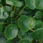 Uprawa i pielęgnacja pieniążka (Pilea peperomioides)