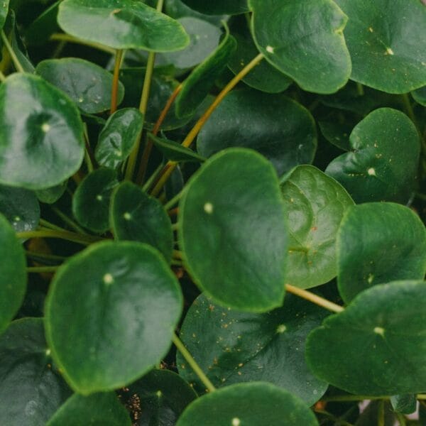 Uprawa i pielęgnacja pieniążka (Pilea peperomioides)
