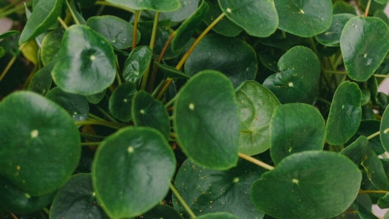Uprawa i pielęgnacja pieniążka (Pilea peperomioides)