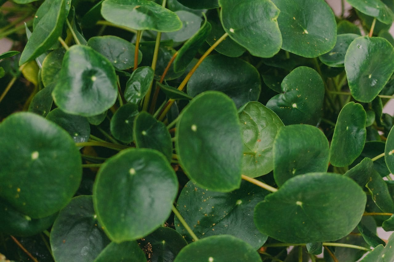 Uprawa i pielęgnacja pieniążka (Pilea peperomioides)