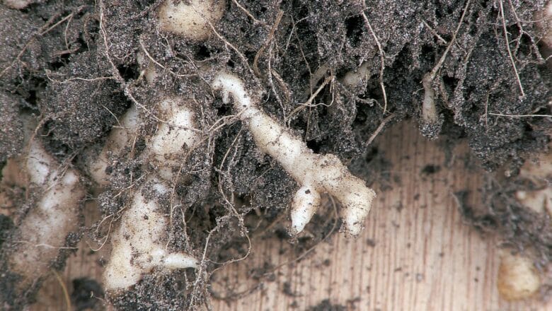 Najczęstsze choroby warzyw kapustnych – poradnik