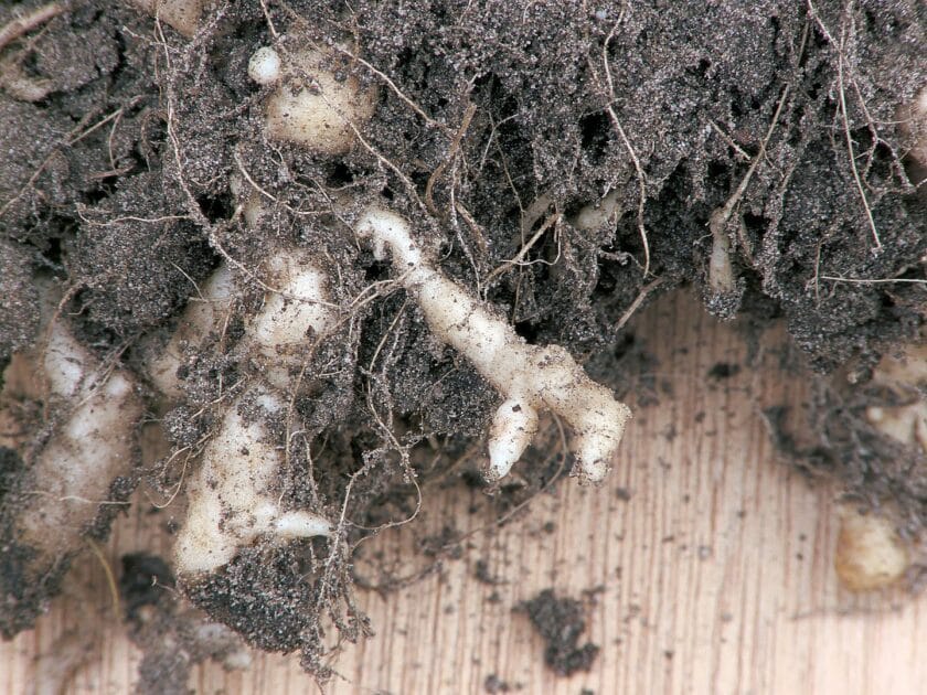Najczęstsze choroby warzyw kapustnych