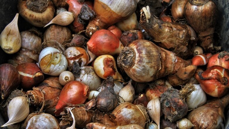 Które rośliny wykopujemy przed zimą? – Kompletny Poradnik