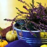 Jakie rośliny wybrać jesienią na balkon i taras?