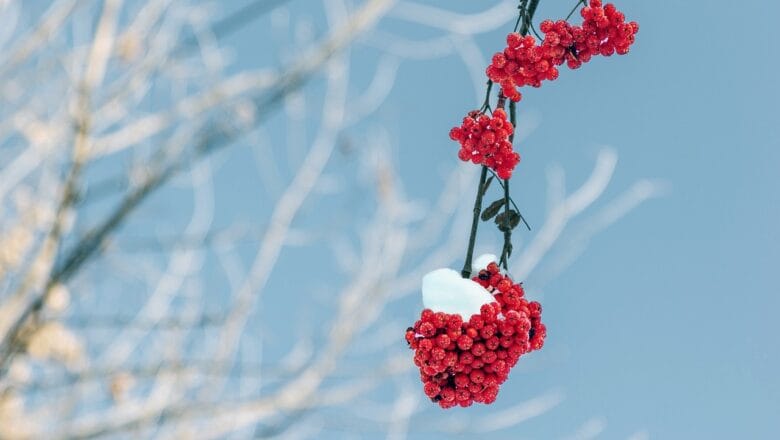 Jakie rośliny ozdobią nasz ogród zimą? Poradnik