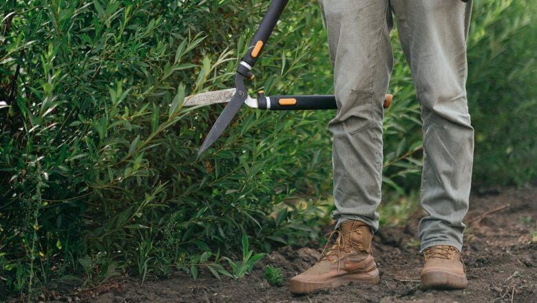 Czy rośliny czują ból? Jakie są przypuszczenia?