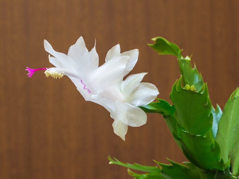 Schlumbergera