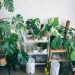 Wilgotne powietrze – klucz do szczęśliwych roślin