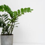 Zamiokulkas zamiolistny: Przewodnik po Uprawie i Pielęgnacji