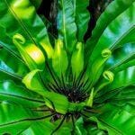 Paprocie w domu – Kompletny przewodnik po uprawie