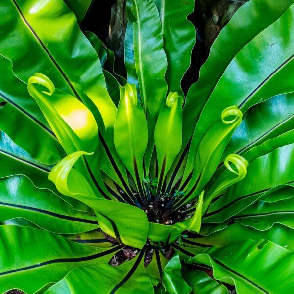 Paprocie w domu – Kompletny przewodnik po uprawie