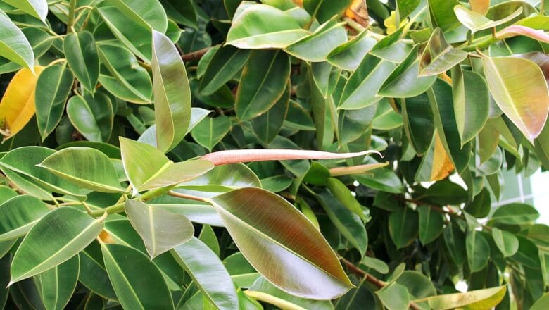 Fikusy w domu – zielona oaza w Twoim wnętrzu – poradnik