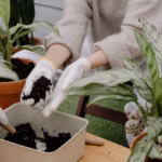 Przygotowanie Podłoża do Uprawy Roślin Domowych