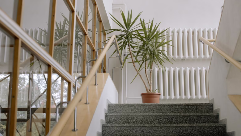 Yucca w domu – poradnik uprawy – Zielony przyjaciel słońca