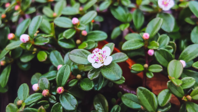 Zielony dywan w Twoim ogrodzie – Krzewy i krzewinki okrywowe