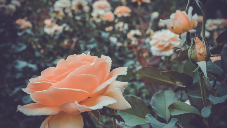 Róże – Królowe Ogrodów – Przewodnik po Pielęgnacji i Uprawie