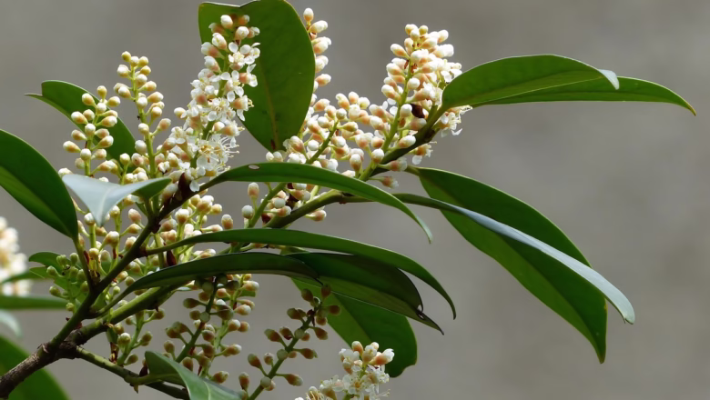 Uprawa i pielęgnacja laurowiśni w ogrodzie – przewodnik