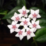 Hoya – Uprawa oraz Pielęgnacja i Przyczyny Braku Kwitnienia