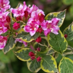 Krzewuszka – Królowa Kolorów w Twoim Ogrodzie