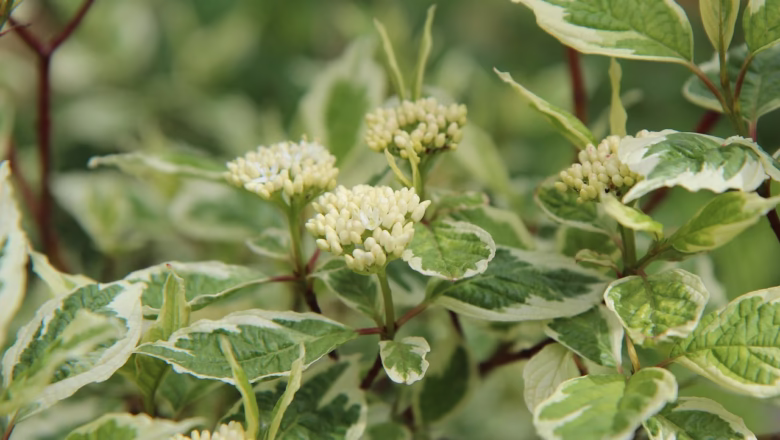 Uprawa i pielęgnacja derenia w ogrodzie – przewodnik