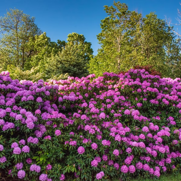 Uprawa i pielęgnacja Rododendronów w ogrodzie