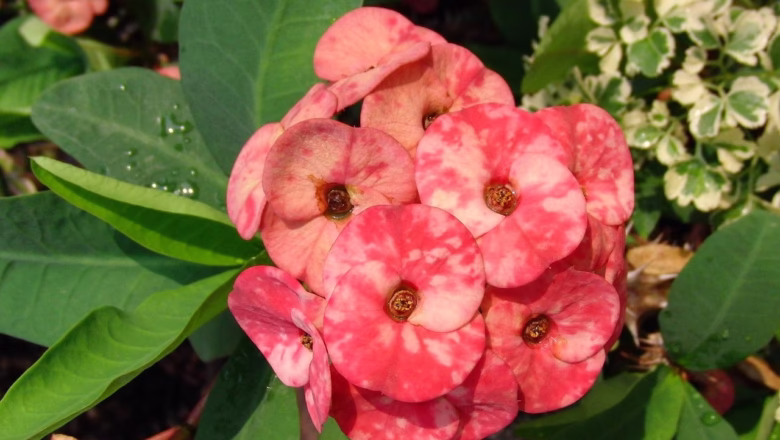 Wilczomlecz (Euphorbia) – niezwykły świat roślin kwitnących