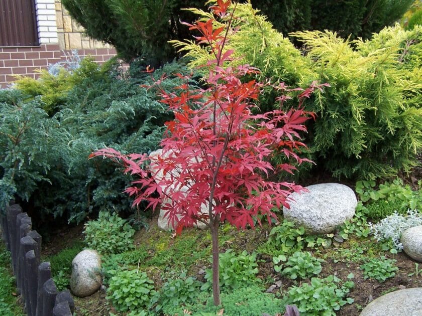 Klon palmowy (Acer palmatum) 'Atropurpureum'