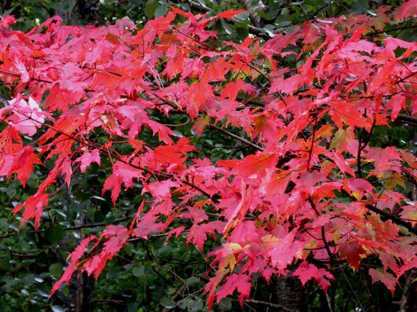 Klon czerwony (Acer rubrum) Klony w ogrodzie – najlepsze gatunki i odmiany do uprawy