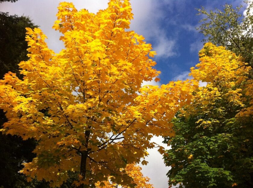 Klon jawor (Acer pseudoplatanus)