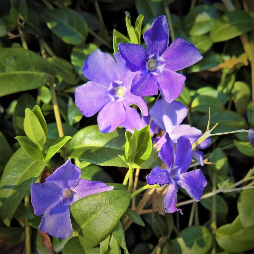 Barwinek pospolity (Vinca minor)