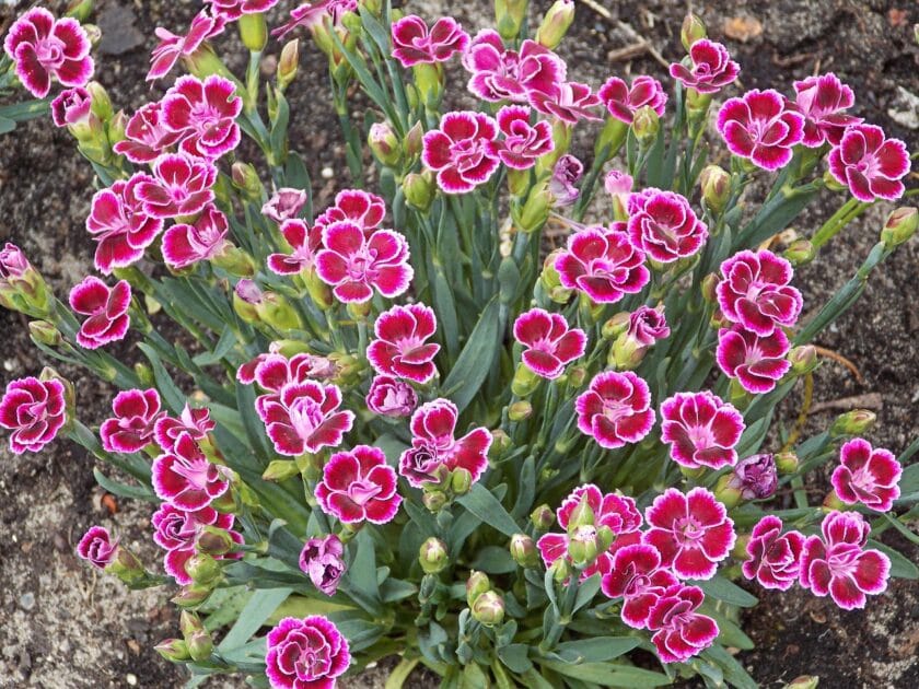 Goździk siny (Dianthus gratianopolitanus)