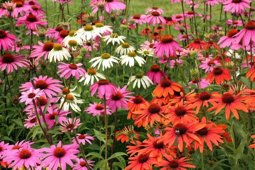 Jeżówka purpurowa (Echinacea purpurea) Byliny odporne na suszę