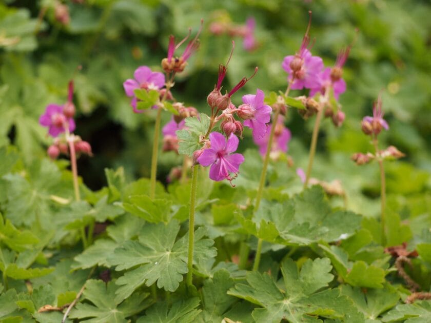 Geranium macrorrhizum (bodziszek korzeniasty) Rośliny zadarniające – sposób na ogród bez chwastów
